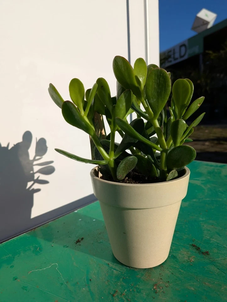 Crassula portulacea 20–40cm Jadebaum Glücksbaum Geldbaum Dickblatt Sukkulente - Bild 2 von 4