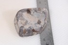 Petoskey Stone Fossil Coral Lapidary  7.5 oz. windowed rough lot P2 — photo 6