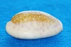 Cypraea Chinensis Amiges