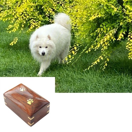 Pet Urn for Ashes Pet Ashes Box with Cute Claws Print Ashes Box Funeral Urn - 第 7/8 張圖片