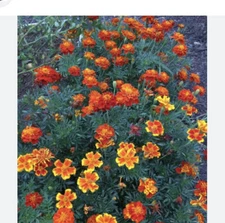 French Marigold Mix Natural Heirloom Seeds Pest Control Pollinator Non-GMO