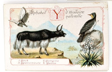 Image chromo chicorée Williot - alphabet Histoire naturelle - Lettre Y