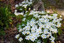 Blood Root - Sanguinaria Canadensis Perennial Bare Root Live Garden Plant
