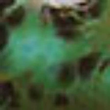 Duncan Discontinued  Crystals Glazes 20026 Monterey Jade Matte Crystaltone  4 oz