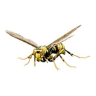 Bandai Gashapon Action Figure ADVANCE Paper Wasp Polistes rothneyi Japan 2026