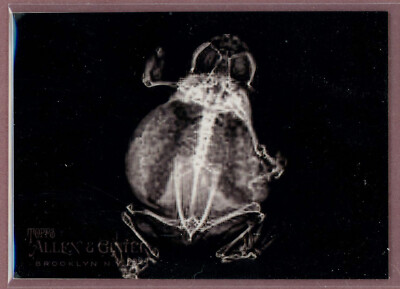 2024 Topps Allen & Ginter X X-Ray'd #10 American Bullfrog
