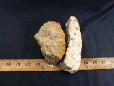 CSS: 2.4 lbs Of Turritella Agate (Snail Fossil) Wyoming