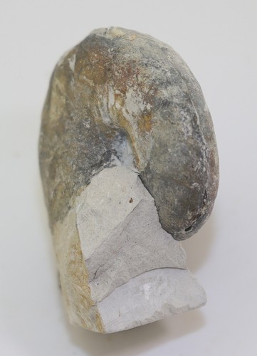 Ammonit, Eutrephoceras sp., Kreide, Campan, Misburg, Deutschland-L910 - Picture 6 of 7