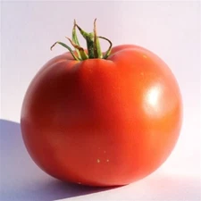 Tomato Seeds Big Beef Plus 25 Seeds Intermediate Tomato