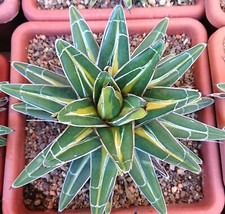 Agave Victoriae Reginae "Indonesian Gold" - variegated