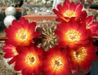 Sulcorebutia canigueralii WR281, seeds 10 pcs