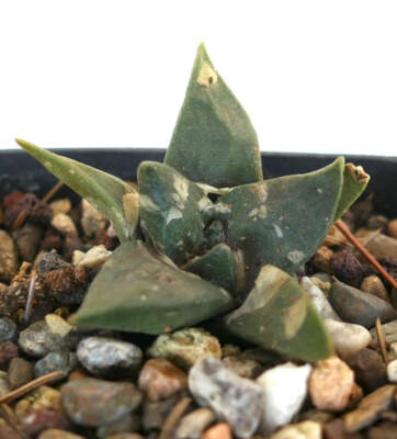 Ariocarpus trigonus MAJOR -