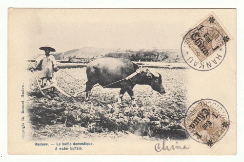 CHINA 1907 Cover PC HANKOW Water Buffalo Deutsche Post Taunston Mass USA (c054)