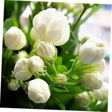 400 Jasmine Flower Seeds Climbing Fragrant Plant for Garden Home