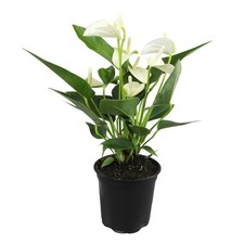White Anthurium Live Plant Approx. 11-14" Tall , Real Flowers/Unique House P...