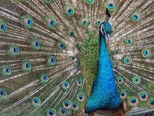 🗣️🦚 PRESALE! PEAFOWL PEACOCK HATCHING EGGS Mixed Flock FOUR EGGS! ALL COLORS!