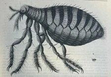 1859 Fleas illustrated