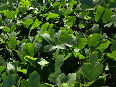 Fragrance Oils  Scent MISSISSIPPI KUDZU BEST Seller FREE Shipping PCE
