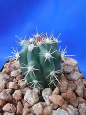 Ferocactus santa-maria Cactus 3.25" Pot Size! RARE! Very Hard to Find Species!