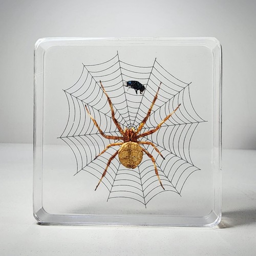 Spider on web with fly, insects in resin, oddities decor, Araneus ventricosus - Picture 2 of 4