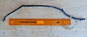 Antipatharian, black coral, biological specimen, aquarium use