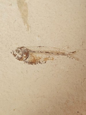 Vintage Fossilized Bony Fish on a Limestone Matrix (55 Million Years Old)