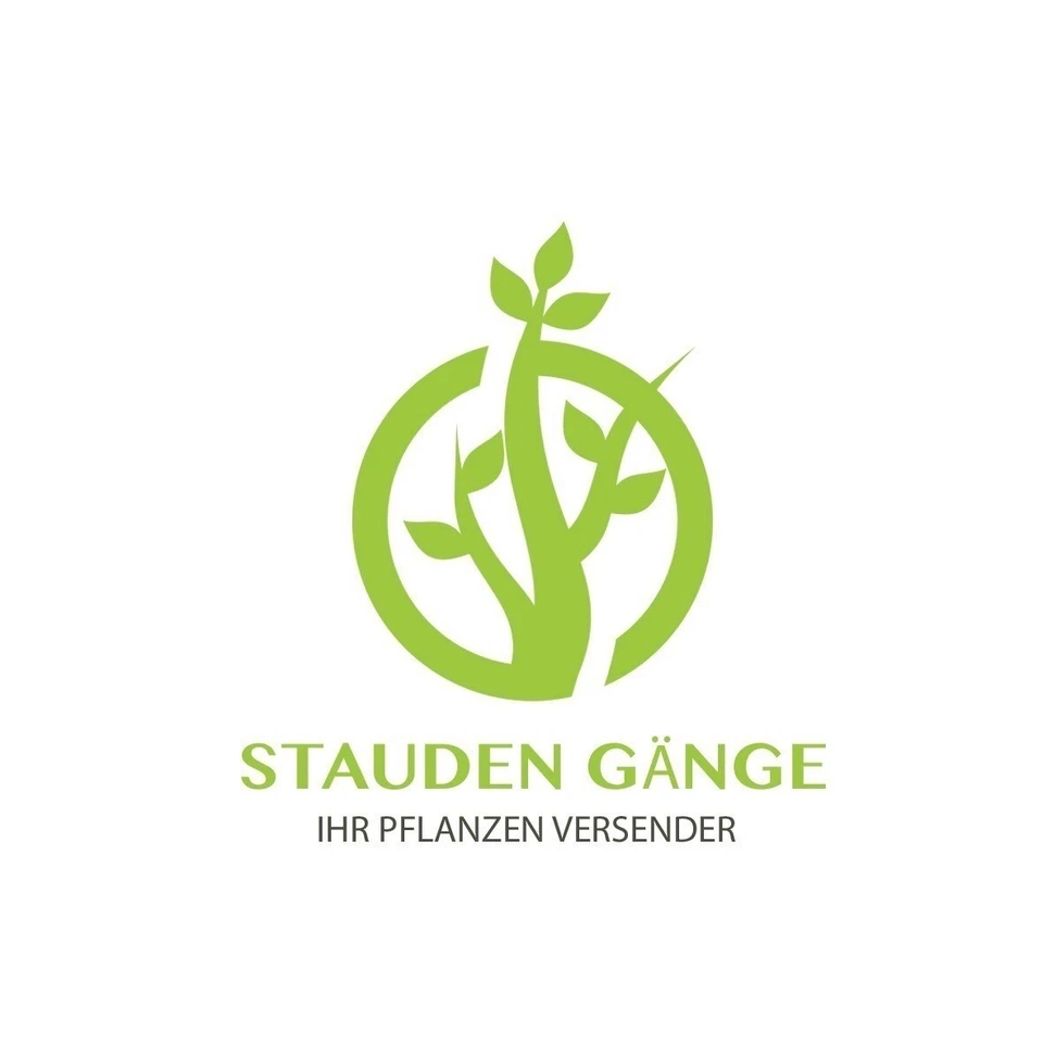 10 x Waldsteinia geoides (Bodendecker/Problemlöser/winterhart) Ungarwurz - Bild 2 von 2