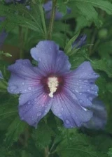 Hibiscus Blue Satin Rose Azurri Of Sharon Proven Winners Outdoor 4" Pot