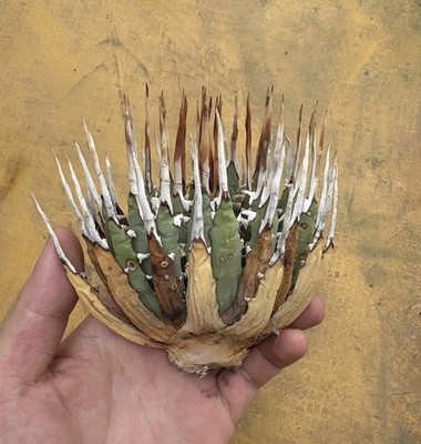 RareLive House Plant Agave utahensis var. eborispina Random  Boutique