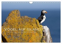 "Calendar 2027 · US Version · Birds In Iceland (Wall Calendar 2027 12\" × 8\" Lands"