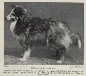 Sheltie Sheepdog "Specks" - 1934 Antique Dog Art "Photo" Print - CUSTOM MATTED