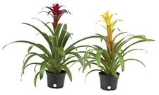  Blooming 20-Inches Tall Grower's Choice Grower's Choice Grower's Pot - 2 Pack