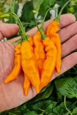 15 AJI MANGO PEPPER SEEDS ~ 2026 ~ heirloomseedguy ~ USA