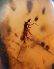 100 MILL. YEARS OLD BURMITE AMBER WITH GNAT FLY & INSECT LEGS  (ABR21/83)