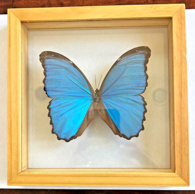 Mounted Morpho Menelaus (Blue Morpho) Butterfly - Clear Shadowbox - Amazing!!