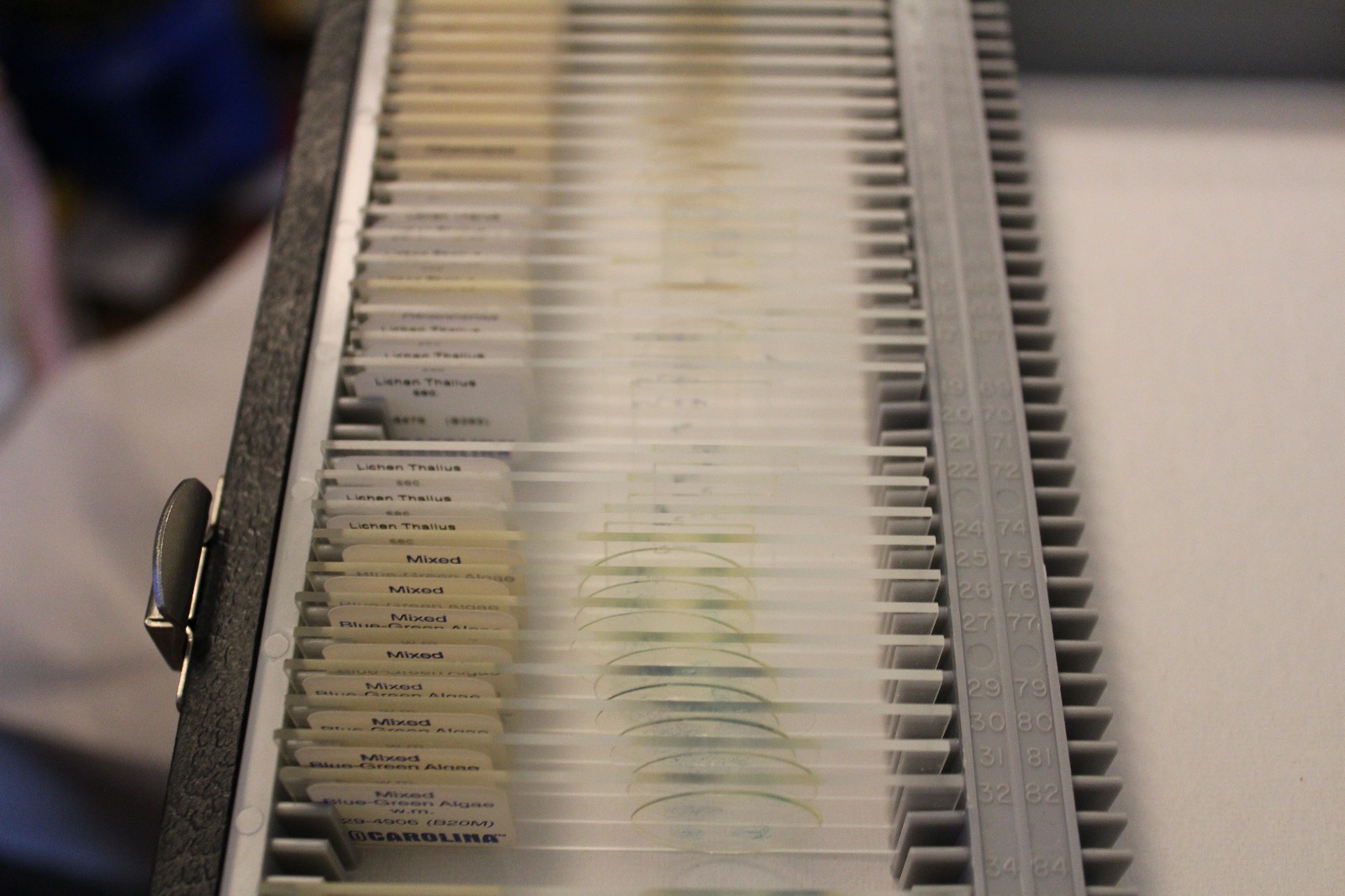 42 Carolina Biological slides Moss Oscillatoria Gloeocapsa Lichen BlueGreen Alga