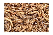 1000 Live - Animal Specialties Brand - Superworms - Kingworms - Zophobas Morio