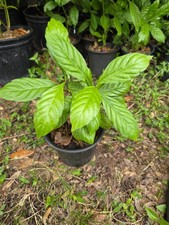 South American Psychotria V. 14+ Inches Tall. Plant # 10