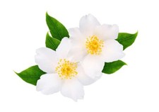 25 White Jasmine Tree Seeds - Vibrant White Flowers, Easy to Grow