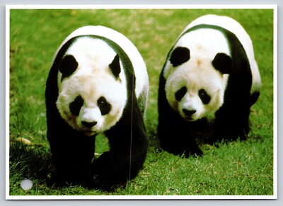 Postcard Two Giant panda bears the National Zoo Washington DC  48