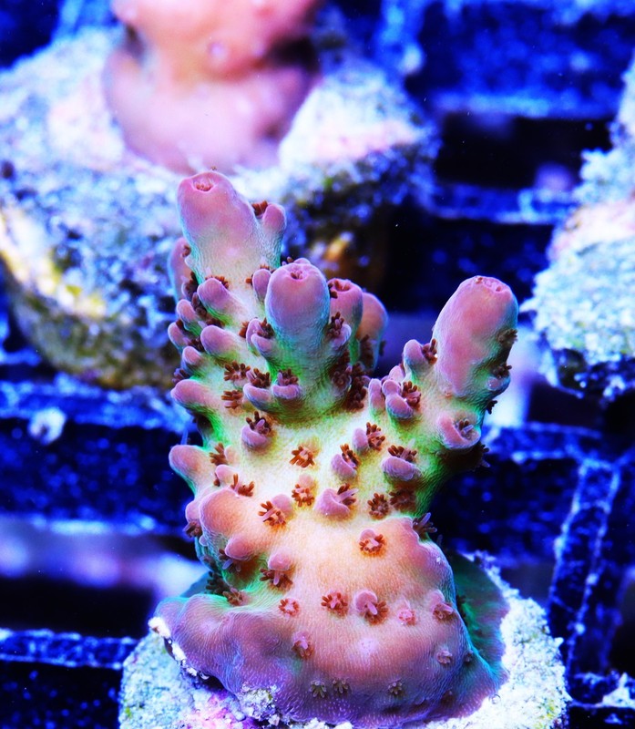 Mystery Acropora Frag Zoanthids Zoa Paly SPS LPS Corals, WYSIWYG