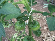 250 Tomato Support J hooks trellis garden vegetable hook clip binder twine