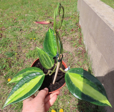Hoya macrophylla pot of gold Topf Nr 2