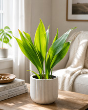 Dwarf Cast Iron Plant Aspidistra Elatior Live Indoor Easy Care