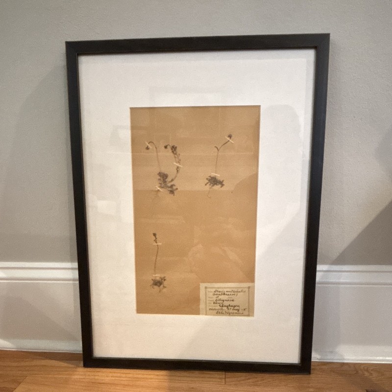 Pressed Flowers by Ebba Skyrenius - May 21, 1915
