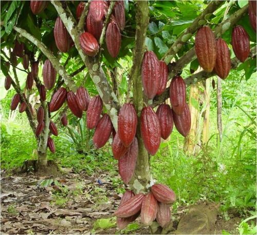 "Theobroma Cacao (trinitario) Albero da frutto vivo cioccolato 12""-24"" - Foto 1 di 7