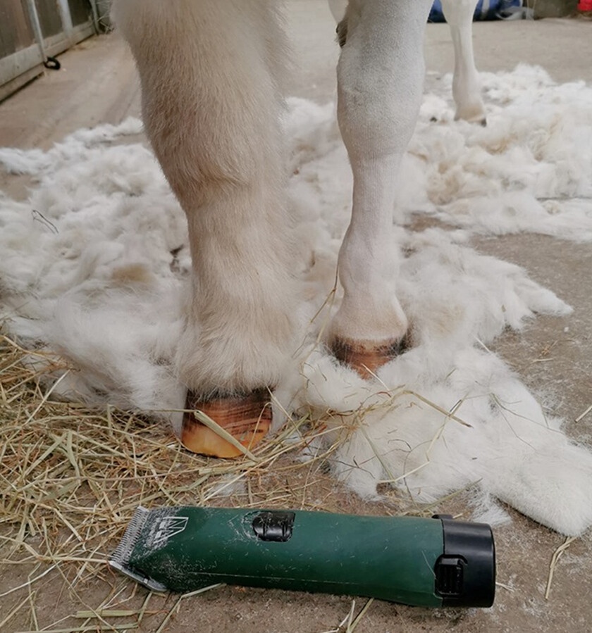 NEW Cordless Horse Clipper Masterclip Medium Duty MD Roamer Horse