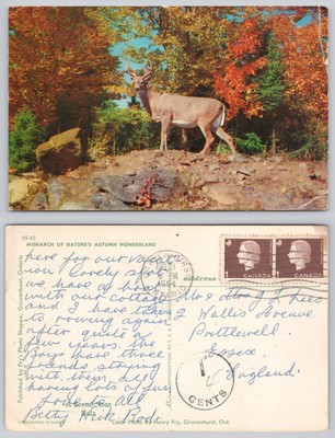 s24353 Hirsch Bala Ontario Kanada Postkarte 1964 Stempel