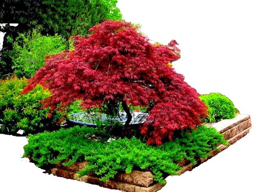 10 Semi Acero Giapponese (Acer Palmatum) - Per Bonsai E Giardino Giapponese