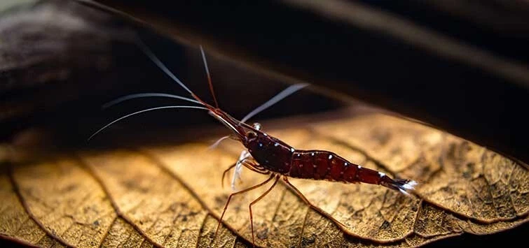 Dry Jackfruit leaves to Regulate PH level & leaf litter Tanner in Aquarium setup - Image 4 of 4